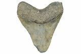 Serrated, Fossil Megalodon Tooth - North Carolina #349324-2